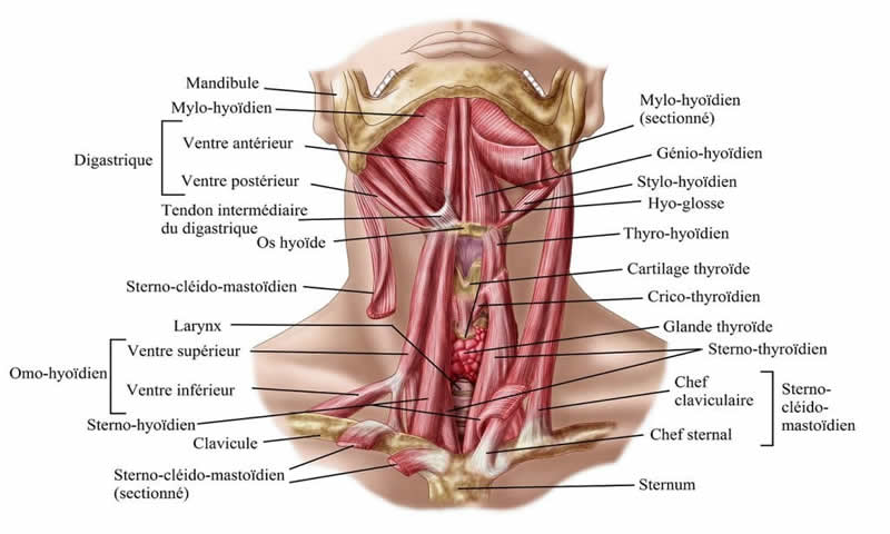 Les muscles du cou.